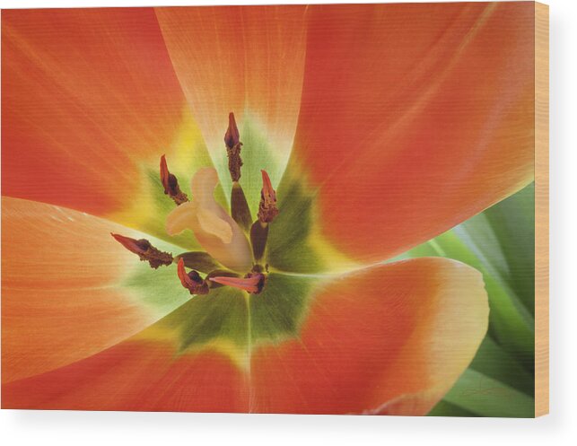 Orange Flower Wood Print featuring the photograph Tuliplicious 2 by Jill Love