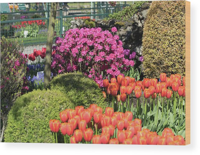 Tulips Wood Print featuring the photograph Tulips and Rhodies by Tom Cochran