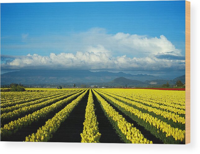 Beautiful Wood Print featuring the photograph Tulips by Evgeny Vasenev
