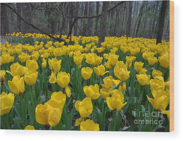 Tulips Wood Print featuring the photograph Tulips in the Woods by Deanna Cagle