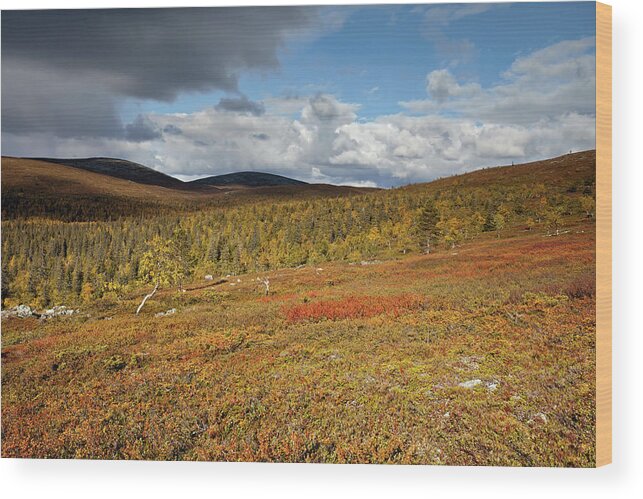 Rihmakuru Wood Print featuring the photograph Tundra by Aivar Mikko