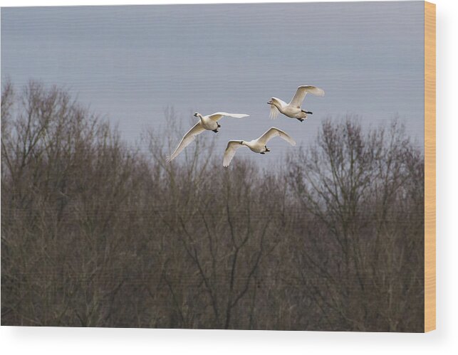 Nature Wood Print featuring the photograph Tundra Swan Trio by Donald Brown