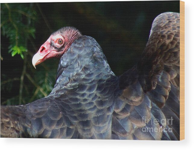 Photography Wood Print featuring the photograph Turkey Vulture by Sean Griffin
