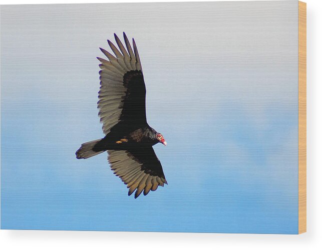 Turkey Vulture Wood Print featuring the photograph Turkey Vulture Soaring by Alan Lenk
