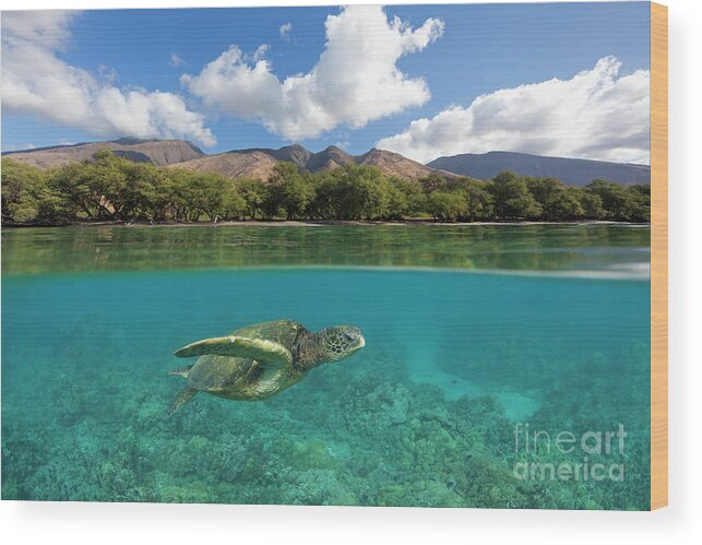 Turtle Wood Print featuring the photograph Turtle at Olowalu, Maui. by David Olsen