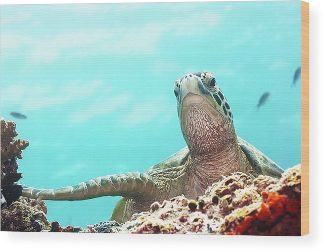 Tropical Wood Print featuring the photograph Turtle by MotHaiBaPhoto Prints