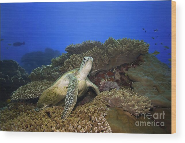 Turtle Wood Print featuring the photograph Turtle underwater by MotHaiBaPhoto Prints