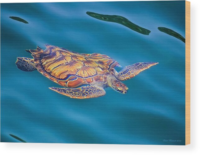 Turtle Wood Print featuring the photograph Turtle up by Peter Kennett