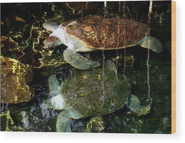 Turtle Wood Print featuring the photograph Turtles by Angela Murray