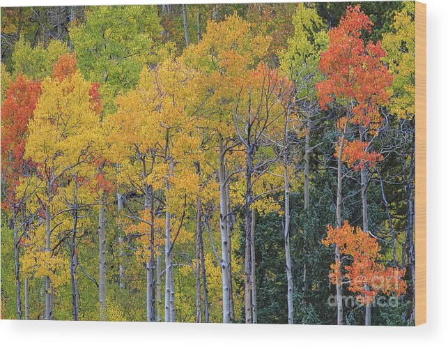 Aspen Landscape Wood Print featuring the photograph Twilight Time by Jim Garrison