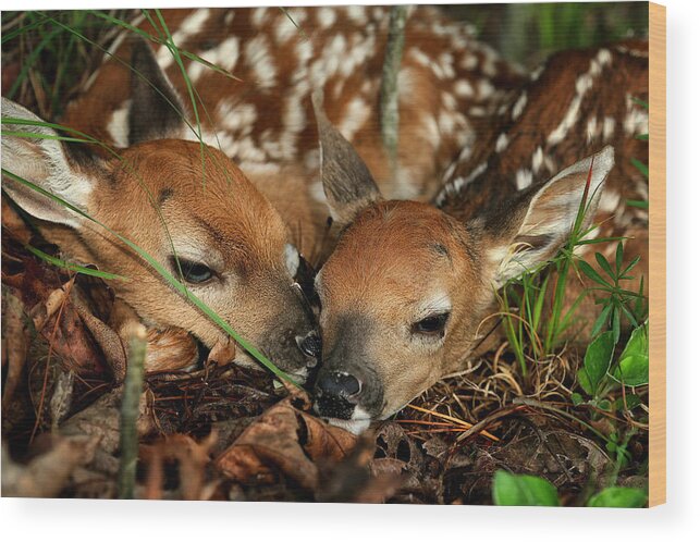 Whitetail Deer Wood Print featuring the photograph Twin Newborn Fawns by Michael Dougherty