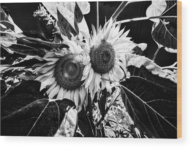 Plants Wood Print featuring the photograph Twin Sunflowers by Kevin Cable
