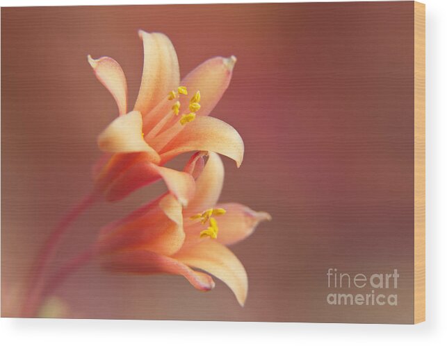 Wall Art Wood Print featuring the photograph Twin Yucca Flowers by Kelly Holm