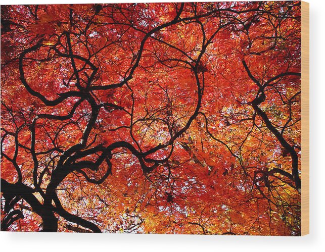Tree Wood Print featuring the photograph Twisted Red by Colleen Kammerer