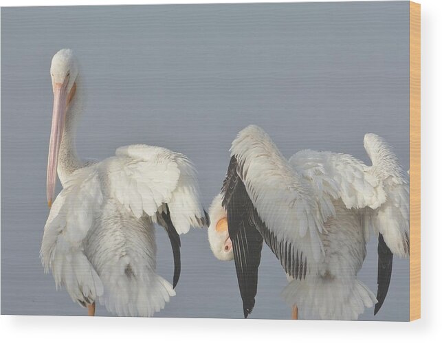 American White Pelicans Wood Print featuring the photograph Twists And Turns by Fraida Gutovich