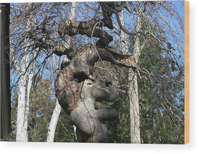 Elephant Wood Print featuring the photograph Two Elephants in a Tree by Doug Mills