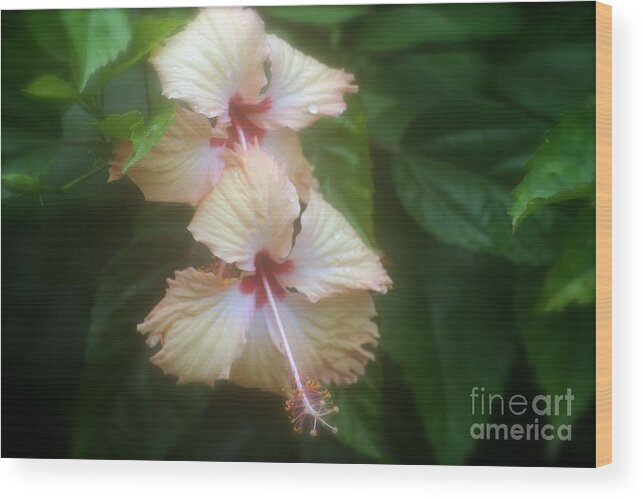 Hibiscus Wood Print featuring the photograph Two Flowers by Alice Terrill