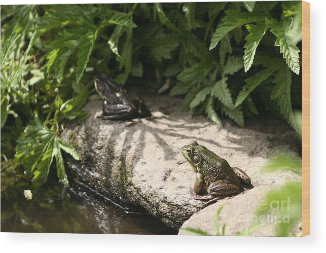 Two Green Frogs Wood Print featuring the photograph Two Green Frogs by B Rossitto