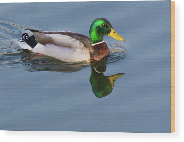 Wildlife Wood Print featuring the photograph Two Headed Duck by John Benedict