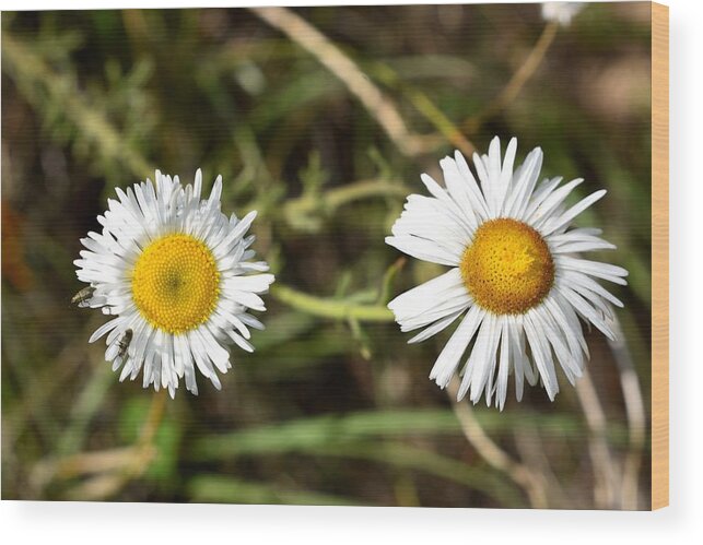 Daisy Wood Print featuring the photograph Two of a Kind by Melisa Elliott