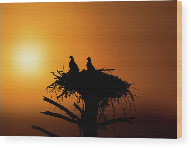 Ospreys Wood Print featuring the photograph Two osprey chicks waiting for evening snack by Dan Friend