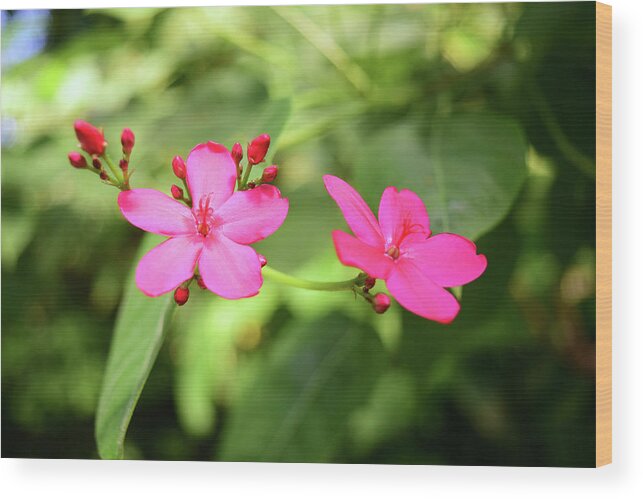 Two Pink Flowers Wood Print featuring the photograph Two Pink Flowers No. 1 by Sandy Taylor