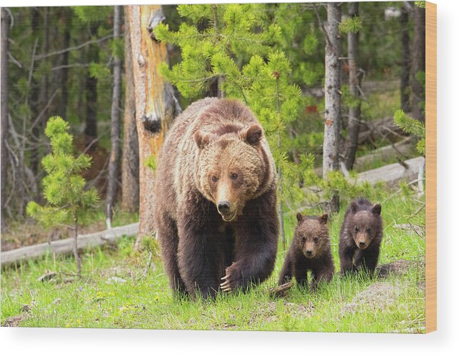 Grizzly Bears Wood Print featuring the photograph Two Remain by Aaron Whittemore