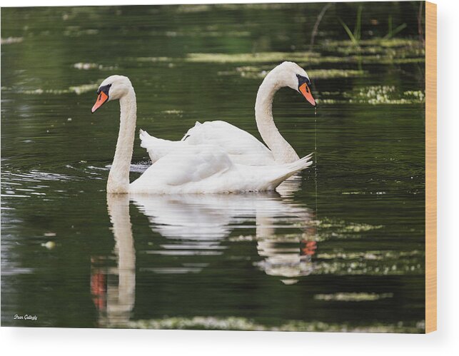 Swan Wood Print featuring the photograph Two Swans A Swimming by Fran Gallogly