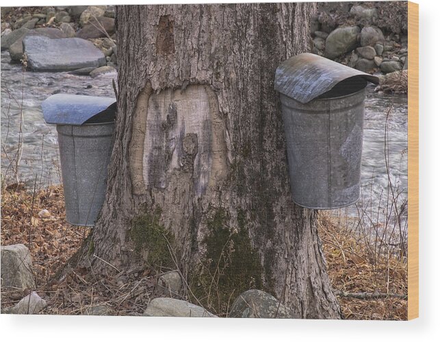 Maple Trees Wood Print featuring the photograph Two Syrup Buckets by Tom Singleton