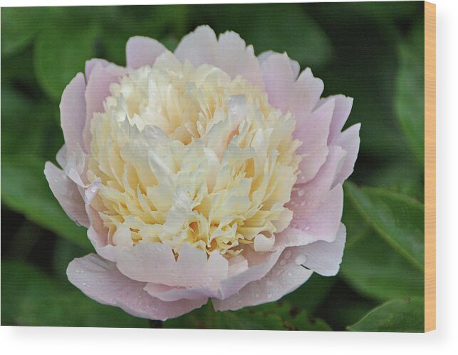 Pink Peony Wood Print featuring the photograph Two-toned by Sandy Keeton