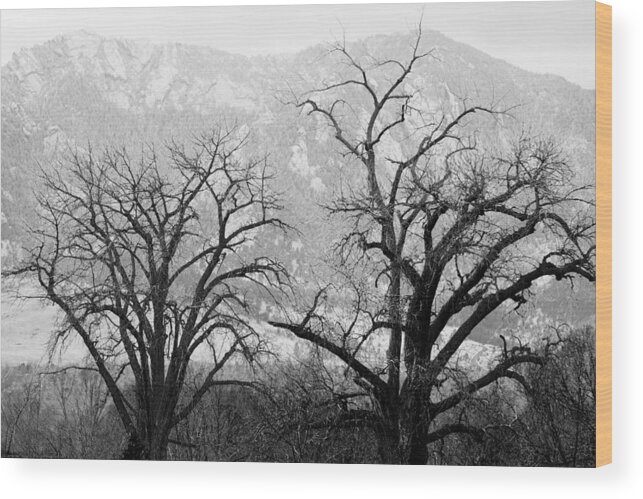 B&w Wood Print featuring the photograph Two Trees Flatirons Boulder Colorado by James BO Insogna