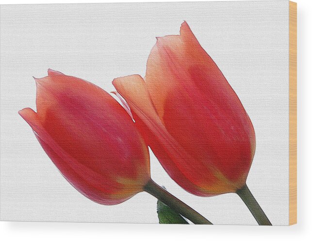 Tulips Wood Print featuring the photograph Two Tulips with Watercolour Effect by Marion McCristall