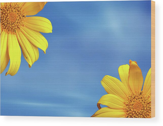 Blossom Wood Print featuring the photograph Two Yellow Flower by Ridwan Photography