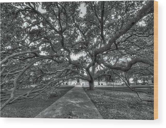 Century Tree Wood Print featuring the photograph Under the Century Tree - Black and White by David Morefield