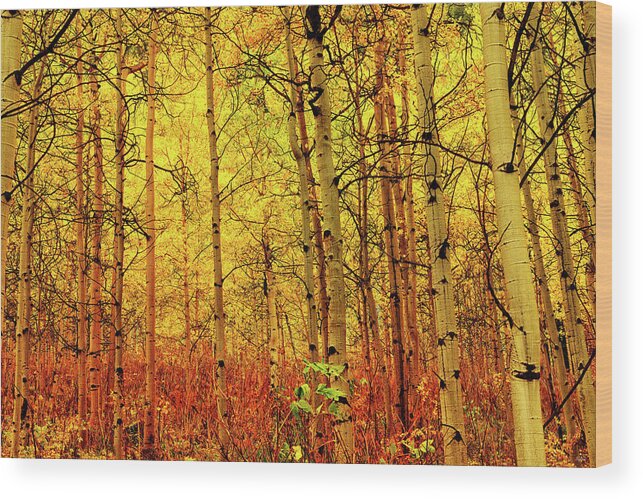 Autumn Wood Print featuring the photograph Under the Golden Canopy by Greg Norrell