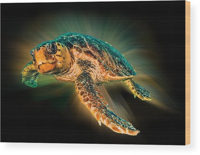 Turtle Wood Print featuring the photograph Undersea Turtle by Debra and Dave Vanderlaan
