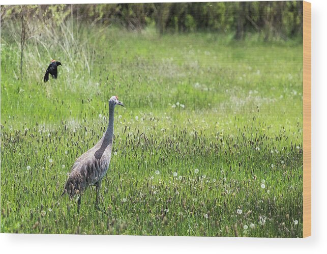 Sandhill Crane Wood Print featuring the photograph Unfazed by Belinda Greb
