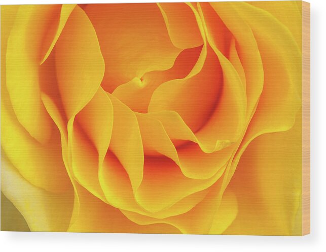 Flower Wood Print featuring the photograph Unfolding. by Usha Peddamatham