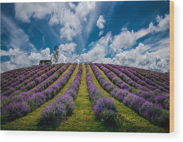 Lavendel Wood Print featuring the photograph Unforgettable Summer by Zoran Dujic Lighthunter