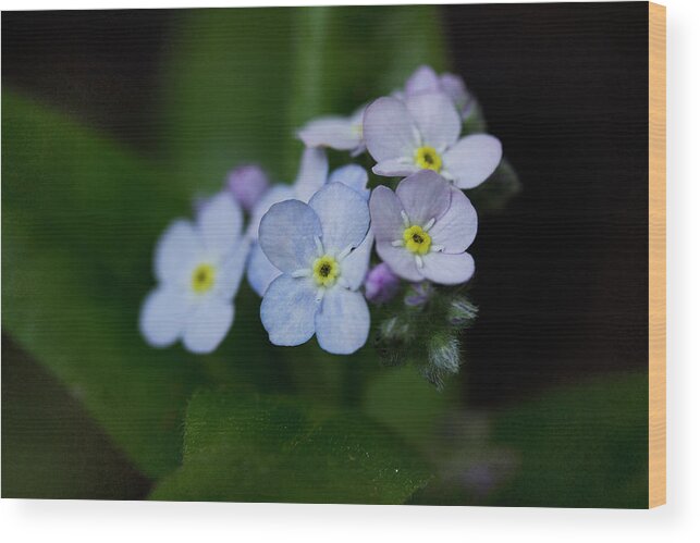 Forget Me Nots Wood Print featuring the photograph Unforgettables by Morgan Wright