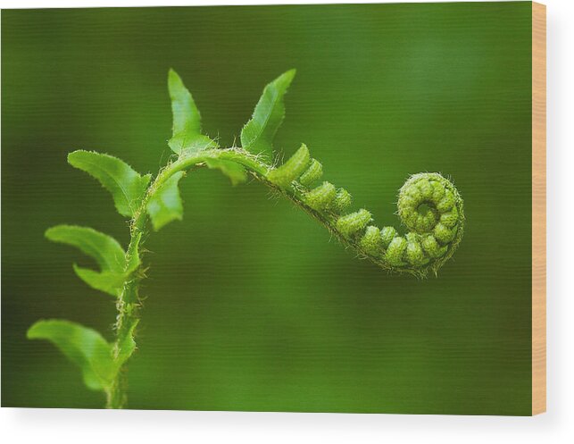 Fern Wood Print featuring the photograph Unfurling fern. by Ulrich Burkhalter