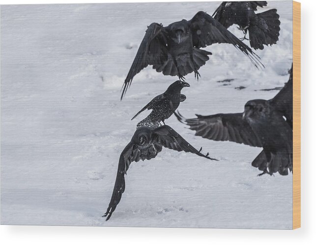 Ravens Wood Print featuring the photograph Unkindness by David Kirby