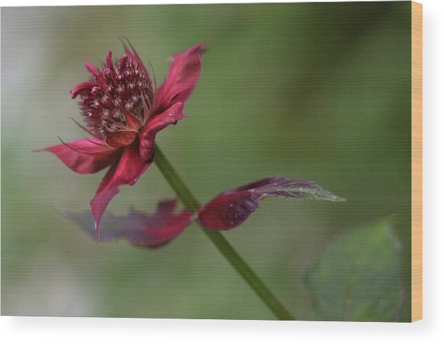 Brevard Wood Print featuring the photograph Bee Balm by Ben Shields