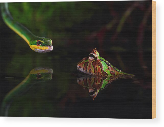 Frog Wood Print featuring the photograph Untitled by Courage