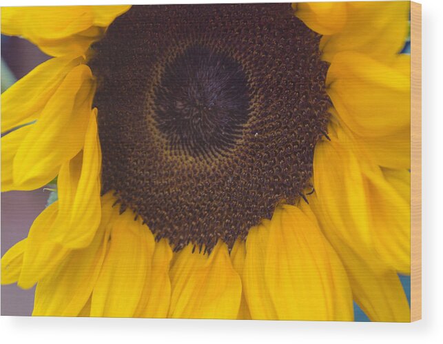 Sunflower Wood Print featuring the photograph Up Close Sunflower by Arlene Carmel
