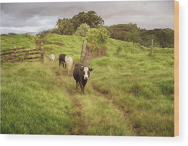 Cows Wood Print featuring the photograph Upcountry Ranch by Susan Rissi Tregoning