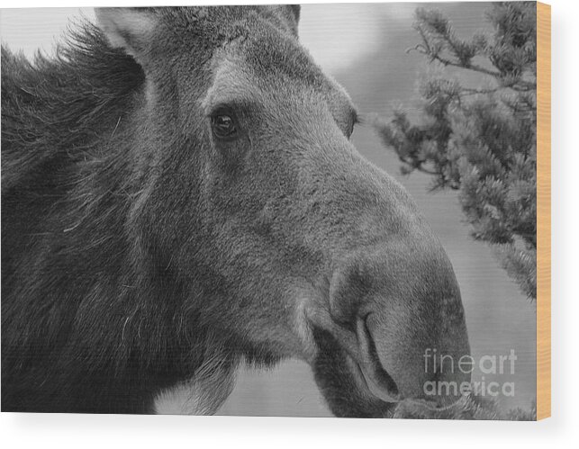 Cow Moose Wood Print featuring the photograph If You Could Only See Yourself Through My Eyes by Fiona Kennard