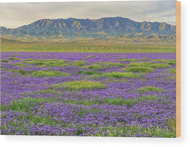 California Wood Print featuring the photograph Valley Phacelia and Caliente Range by Marc Crumpler