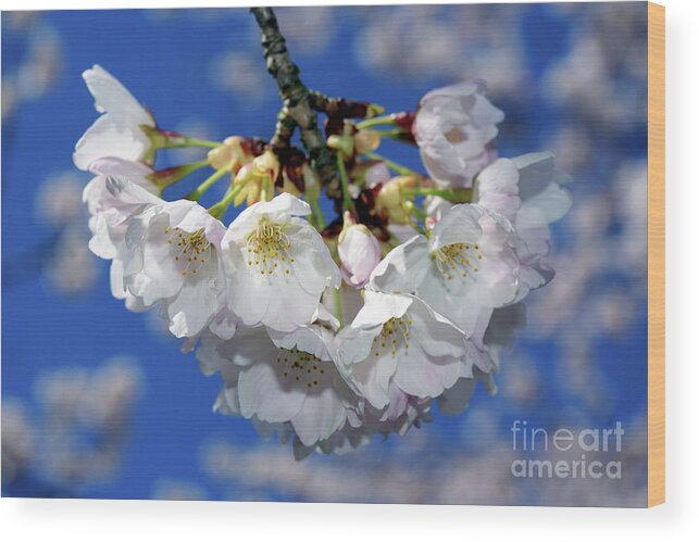 Terry Elniski Photography Wood Print featuring the photograph Vancouver 2017 Spring Time Cherry Blossoms - 11 by Terry Elniski