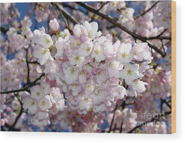 Terry Elniski Photography Wood Print featuring the photograph Vancouver 2017 Spring Time Cherry Blossoms - 6 by Terry Elniski